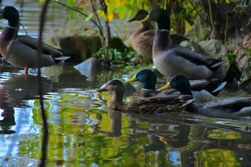 Fotos de stock gratuitas de animales, aves, lago