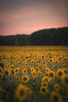 A serene sunflower field under a pastel sky with a blurred background creating a calming ambiance.