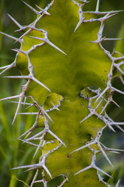Free Green Plant with Spikes Stock Photo