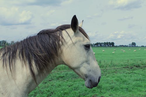 Free White Horse on Green Grass Field Stock Photo