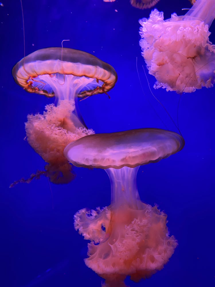 Pink Jellyfish In Water Tank