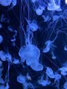 A Swarm of Jellyfish in Close-up Photography