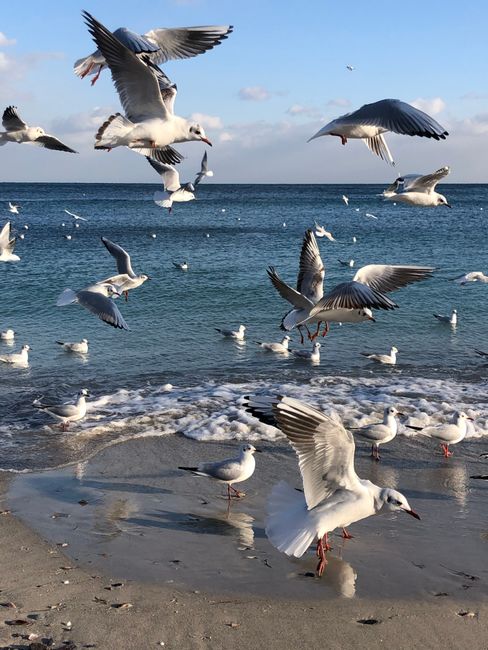 A lively flock of seagulls flying over the sea at a beach in Odessa, Ukraine, on a bright day.