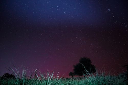 Free A stunning view of a starry night sky above a calm field with visible grass and trees. Stock Photo