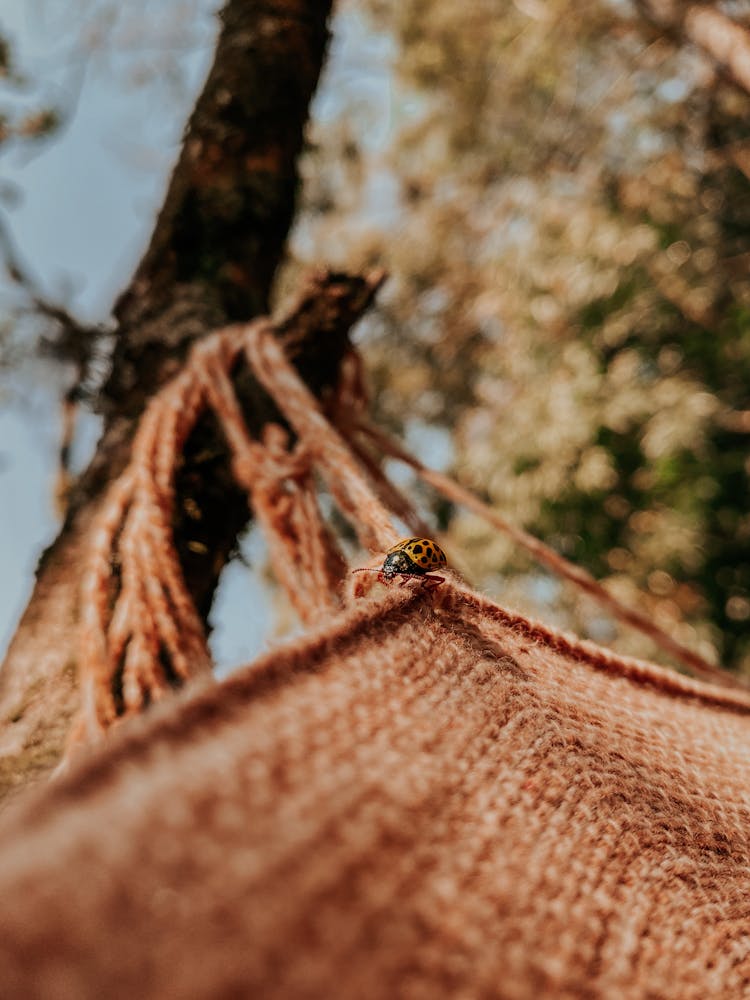 Beetle Crawling On A Hanging Hammock