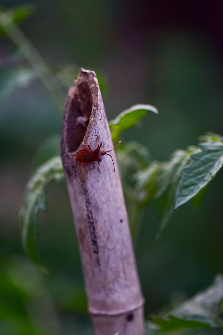 Brown Bug On Dry Bamboo Stalk