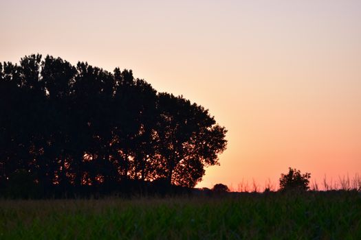 Serene landscape featuring silhouettes of trees against a vibrant sunset sky in a peaceful field.