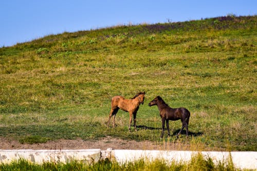 Brown Horses on Green Grass Field