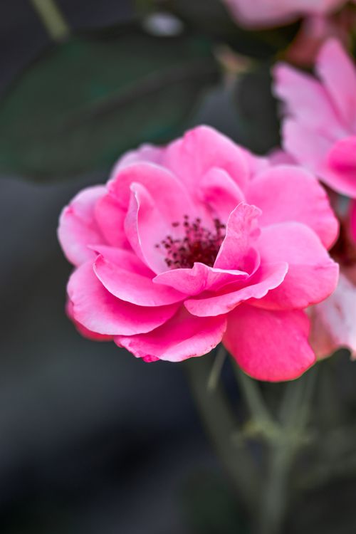 Free Close-up of a vibrant pink rose in full bloom, showcasing delicate petals and a lush garden backdrop. Stock Photo