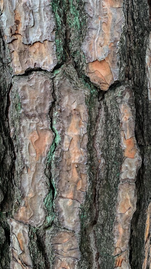 бесплатная Бесплатное стоковое фото с вертикальный выстрел, древесная кора, крупный план Стоковое фото