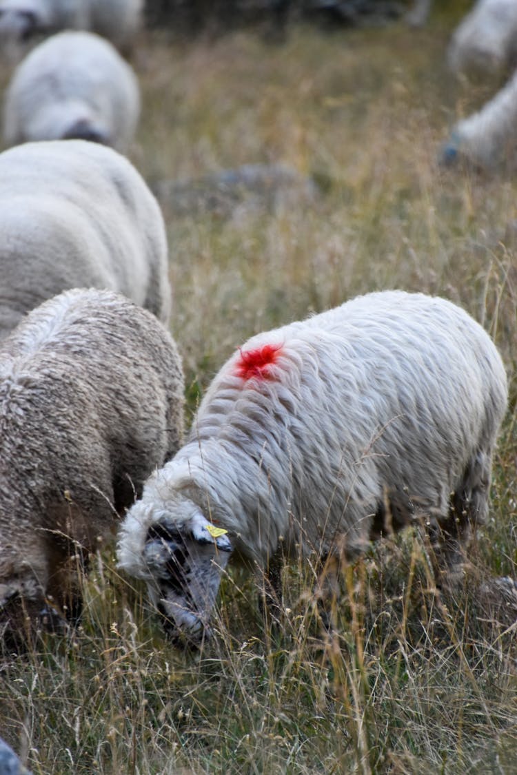 White Sheep With Red Stain On Green Grass Field