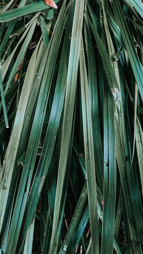 artistik, belli belirsiz, bitki örtüsü içeren Ücretsiz stok fotoğraf