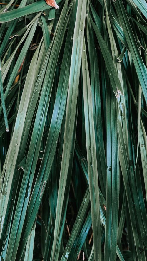 Free Detailed close-up of fresh green foliage, highlighting natural texture and vibrant growth. Stock Photo