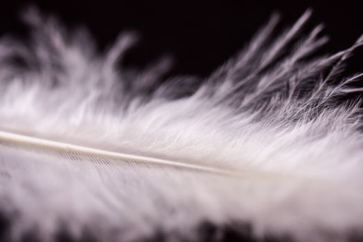 Detailed close-up of a delicate white feather showcasing its softness and texture.