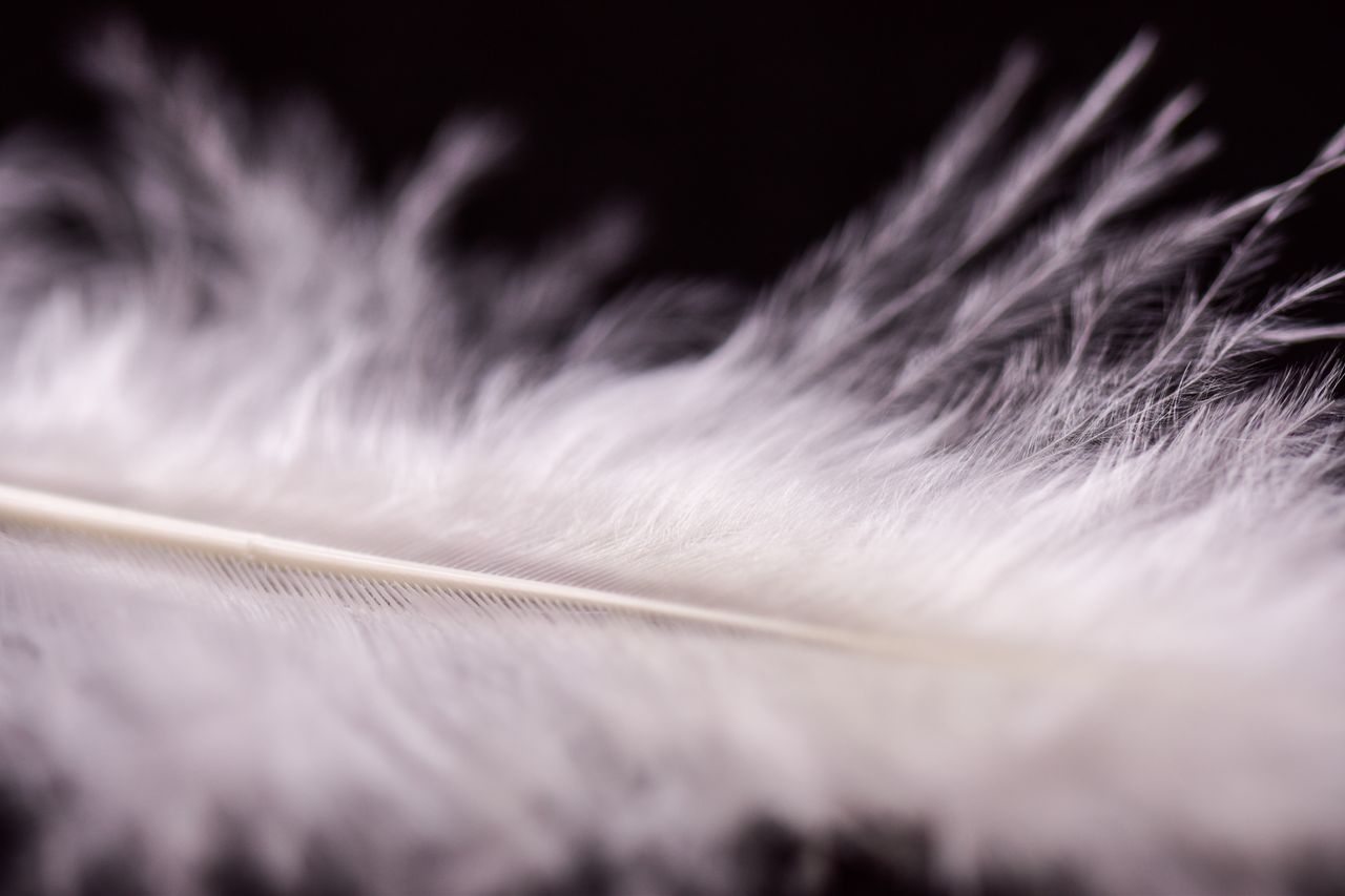detailed close up of a delicate white feather showcasing its softness