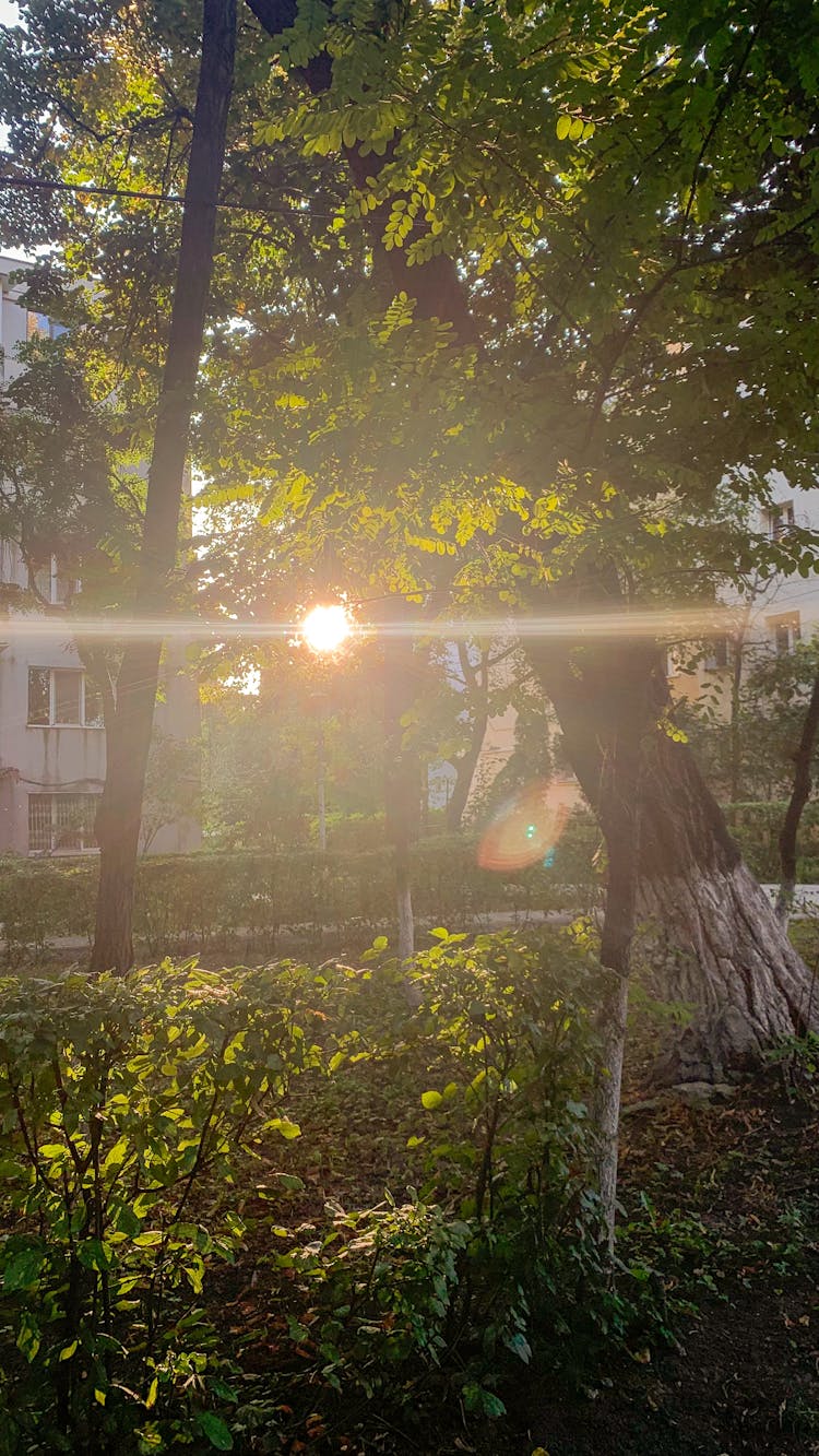 Sunlight Streaming Through The Trees In A Park