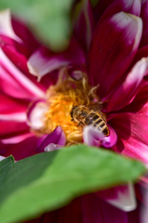açık hava, arı, Aşk içeren Ücretsiz stok fotoğraf