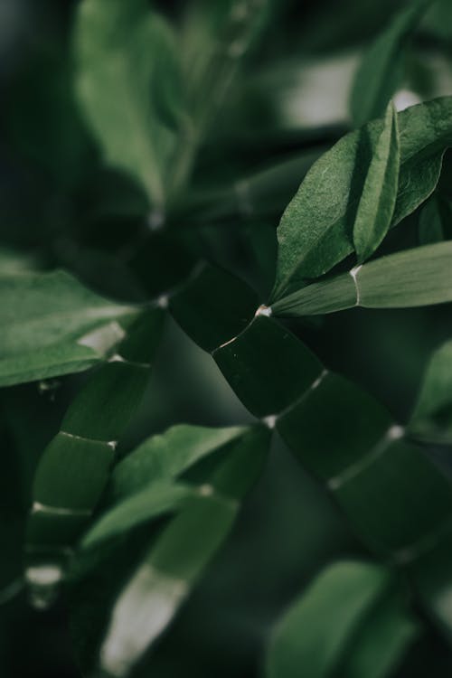 Green Leaf Plant in Close Up Photography