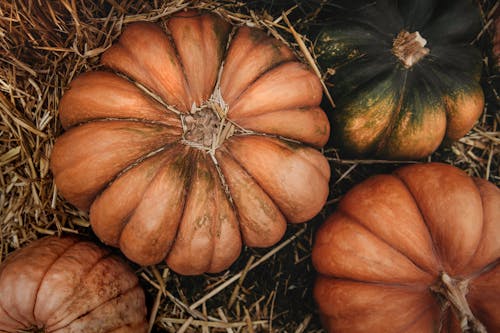 A Few Brown and Green Pumpkins on Hay