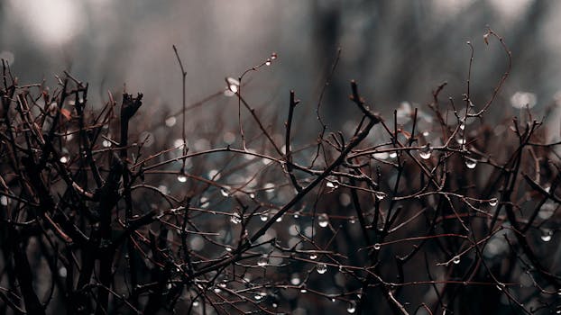 Close-up of wet tree branches with raindrops, evoking a serene and moody winter atmosphere.