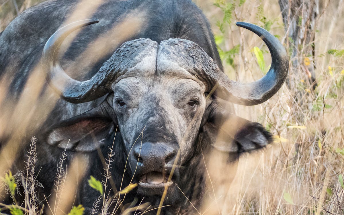 Closeup Photo Of Black Buffalo