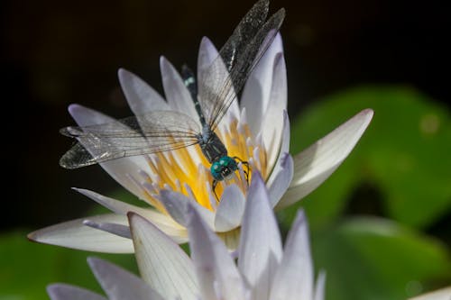 Dragonfly on a Flower in Close Up Photography