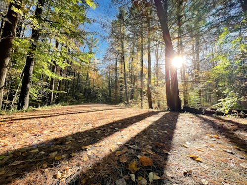 Kostenloses Stock Foto zu bäume, blätter, herbst