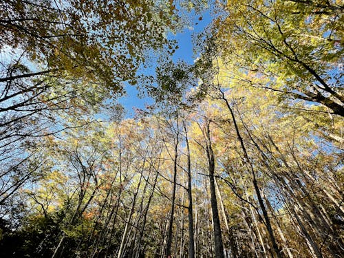 Imagine de stoc gratuită din arbori, fotografie cu unghi mic, înalt