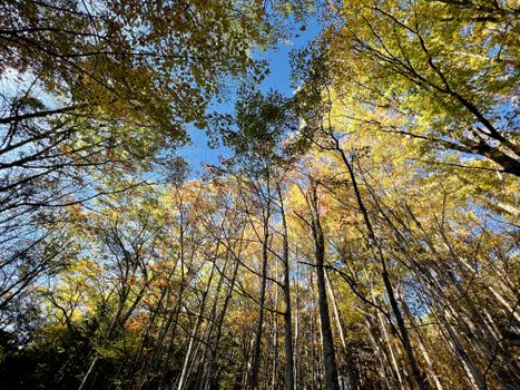 A breathtaking low angle view of a vibrant autumn forest canopy against a clear blue sky.