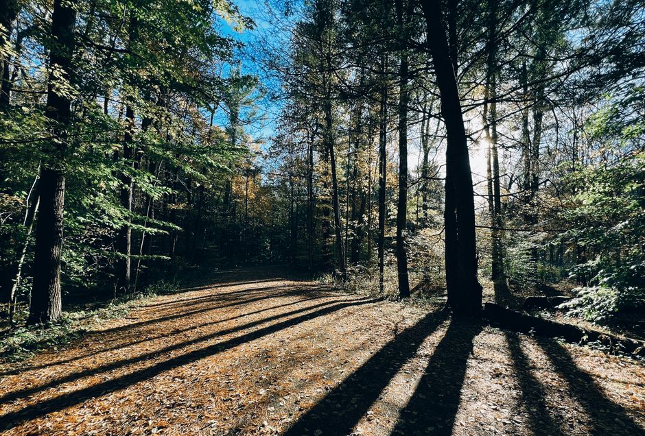 Forest therapy in Ottawa: Breathe deeply among the trees