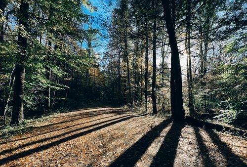 Free Captivating view of a sunlit forest path with tall trees casting long shadows. Stock Photo
