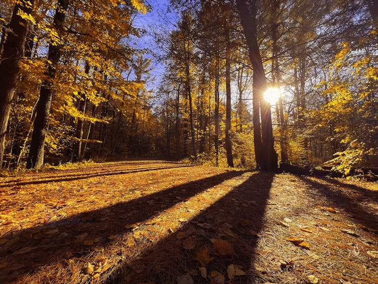 Bright Sun Shining On A Forest