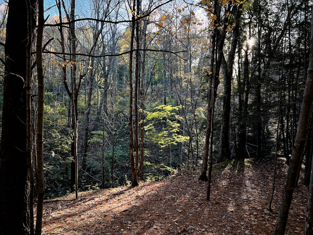 Skinny Trees in Mountain Forest · Free Stock Photo