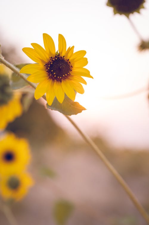 Foto stok gratis alam, bunga, bunga kuning
