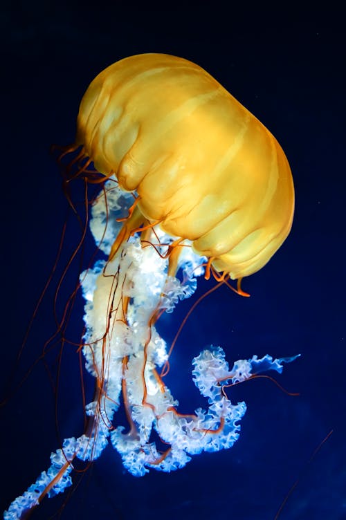 水下, 海洋, 海洋生物 的 免费素材图片