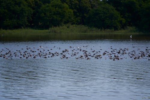 Free Flock of Sea Birds on Water Stock Photo