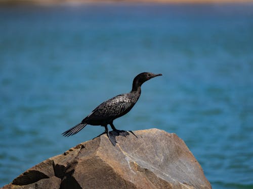 Gratis stockfoto met aalscholver, aviaire, beest