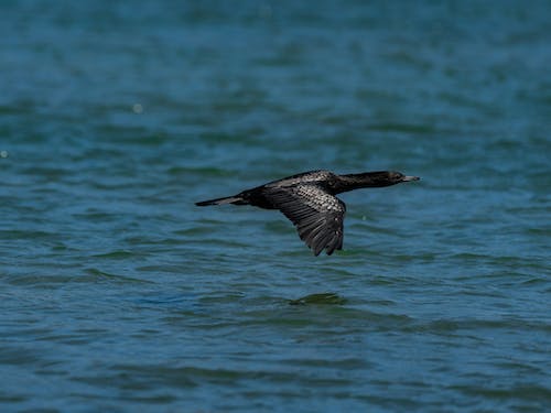 Black Seabird Flying over a Body of Water