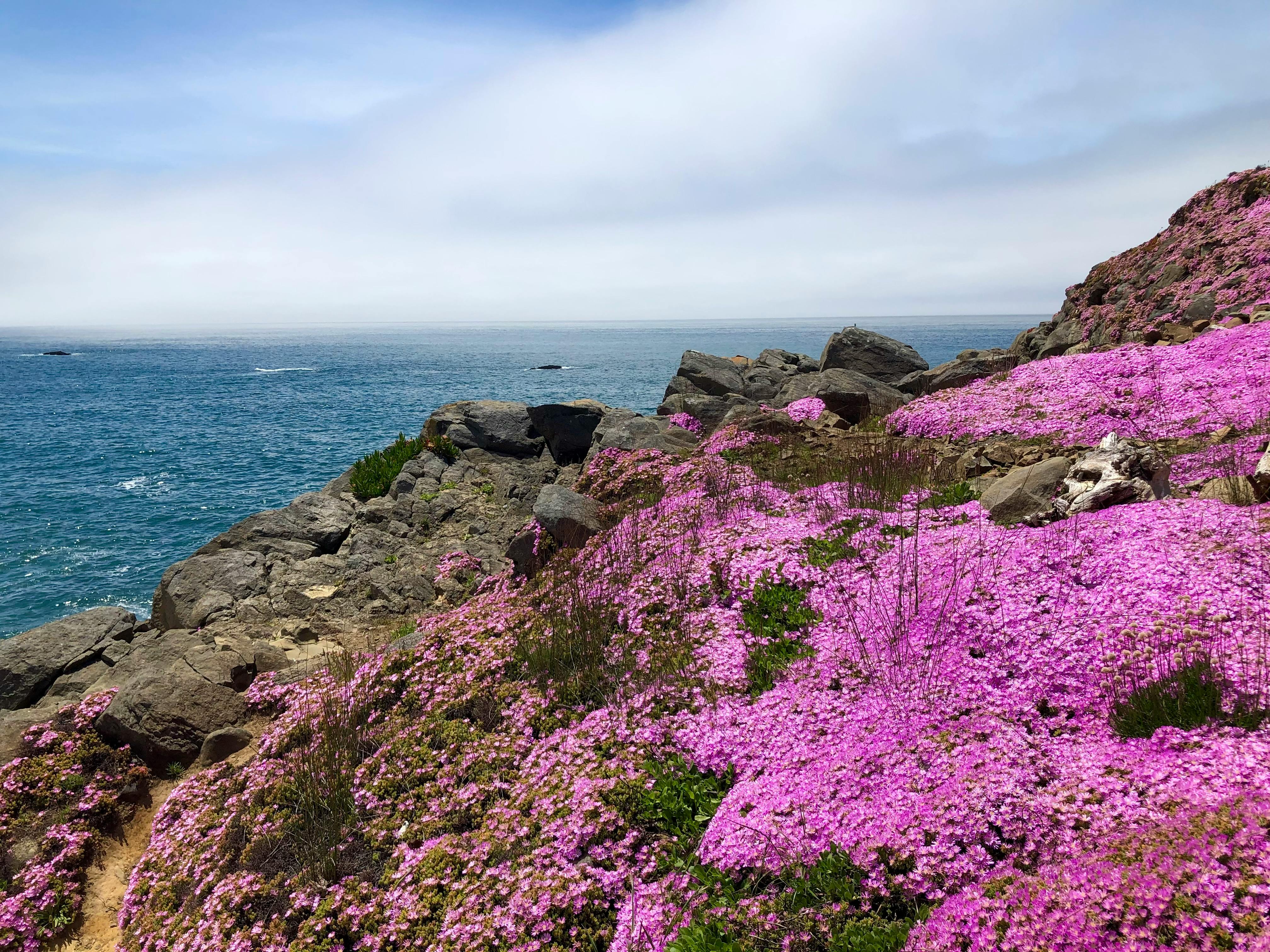 Pink Flowers on Rocky Hill Beside Sea · Free Stock Photo