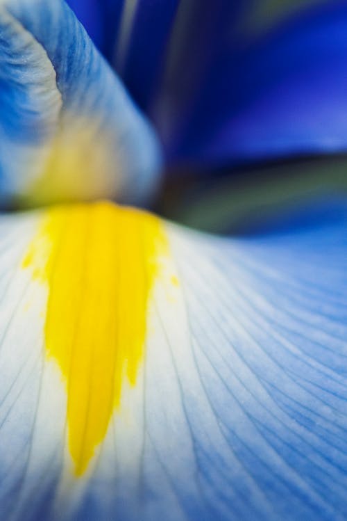 Gratis arkivbilde med blå blomst, blomst, iris