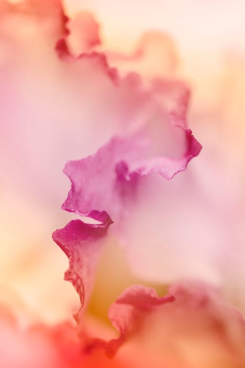 Imagine de stoc gratuită din close-up extrem, floare, fotografiere verticală