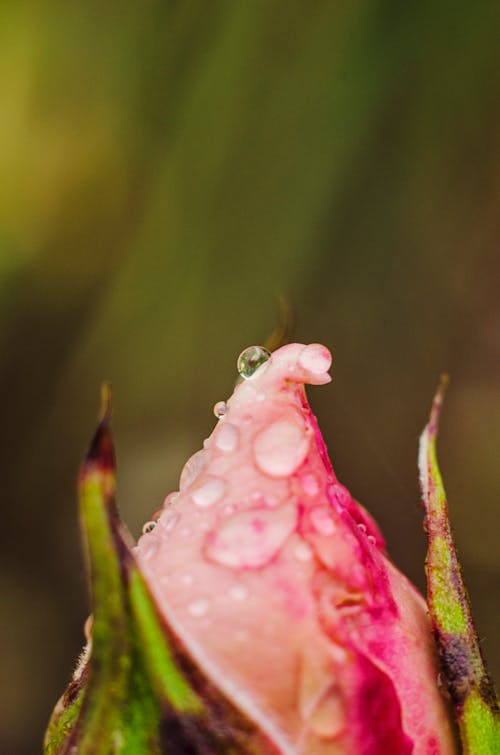 Free stock photo of flower, raindrops, rose