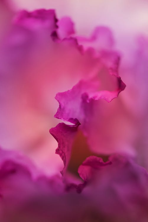 Close-up Photo of Pink Petals