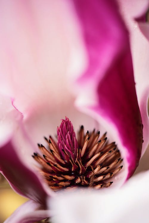 細節, 花, 花卉中心 的 免費圖庫相片