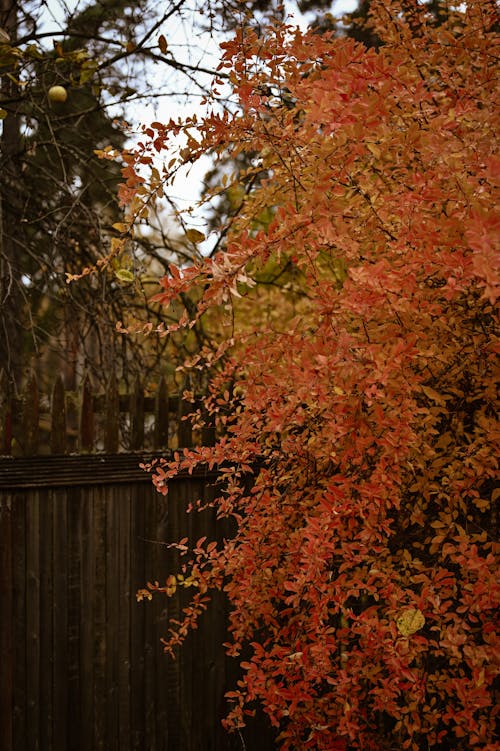Free Autumn Leaves on a Tree by a Wooden Fence Stock Photo