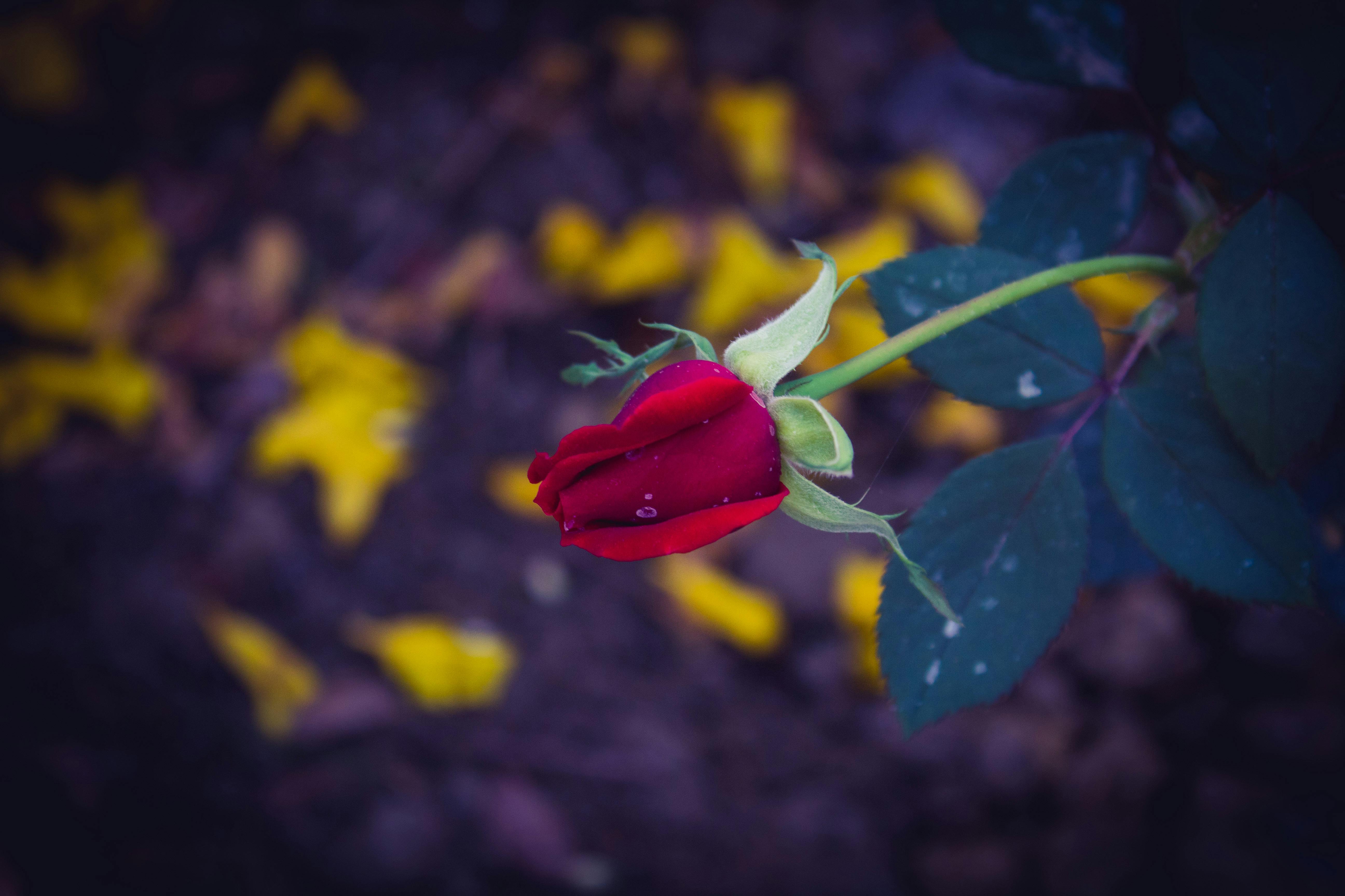 一朵带着露珠的红玫瑰，在朦胧背景中格外醒目，象征着新鲜