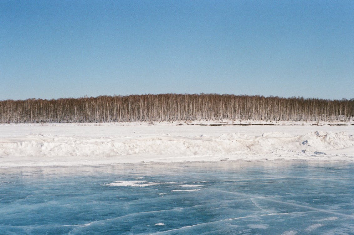 Trees on Snow Covered Ground Near Frozen Lake