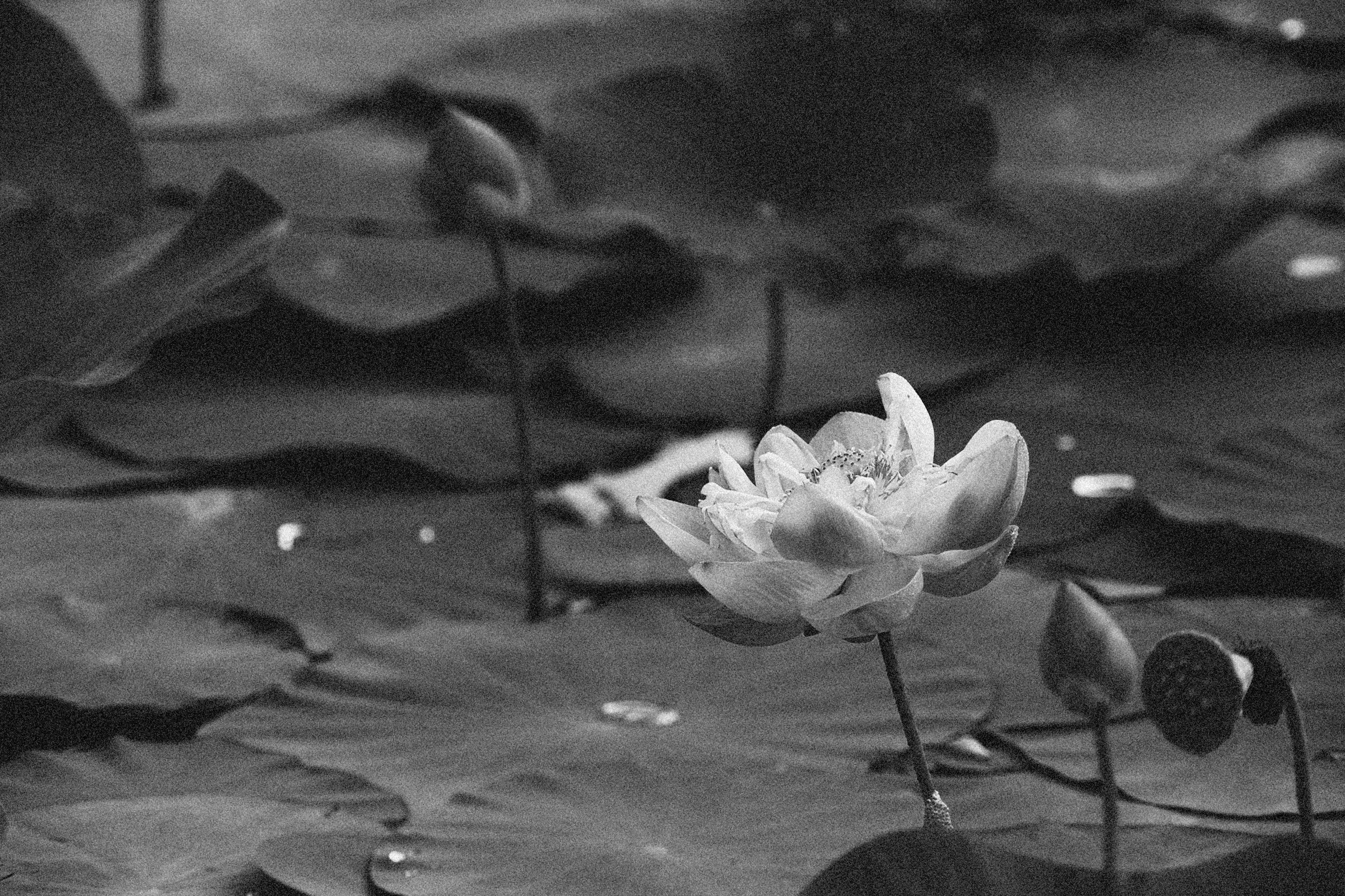 Beautiful black and white capture of a lotus flower blooming on a serene pond.