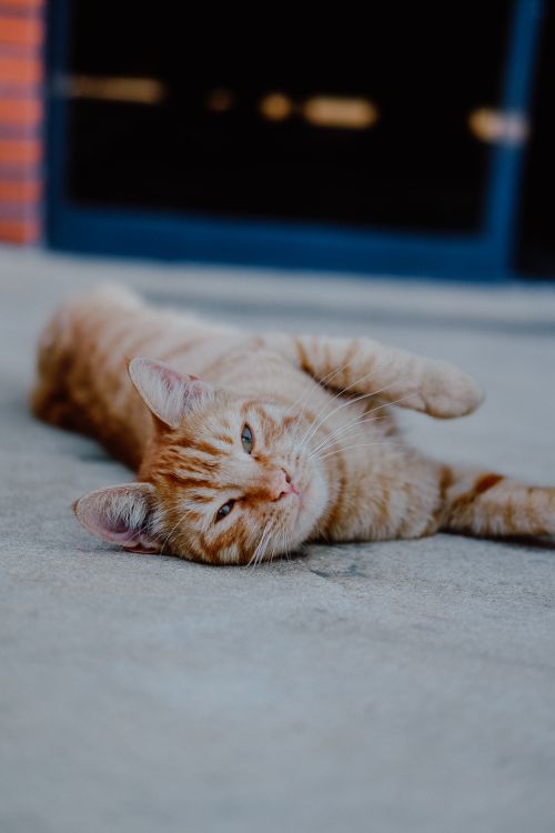 Free Charming ginger tabby cat lounging on a sunny day, showcasing its playful whiskers and warm fur. Stock Photo
