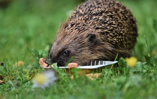 Free Close-up Photo of a Hedgehog Eating  Stock Photo